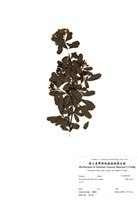 藏品(臺灣火刺木)的圖片